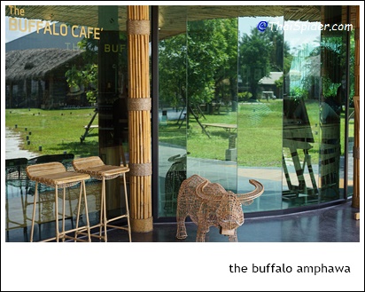 the buffalo amphawa ( เดอะ บัฟฟาโล อัมพวา )