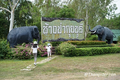 ช้างป่ากุยบุรี